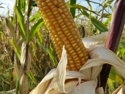 The Hidden Science of Corn: How One Plant Shapes Our Food, Fuel, and Fun